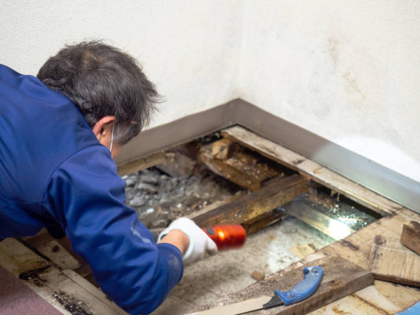 Best Kitchen Mold Remediation in Burnsville, MN
