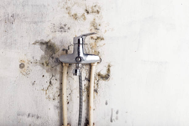 Best DIY Mold Remediation Support Services in Burnsville, MN