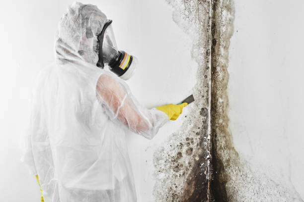 Best Post-Flood Mold Remediation in Burnsville, MN