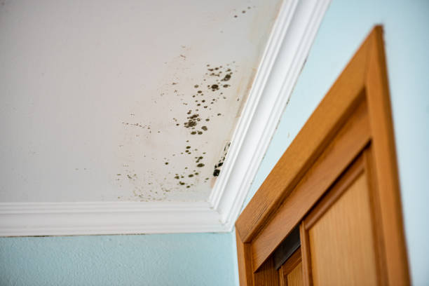 Best Basement Mold Remediation in Burnsville, MN