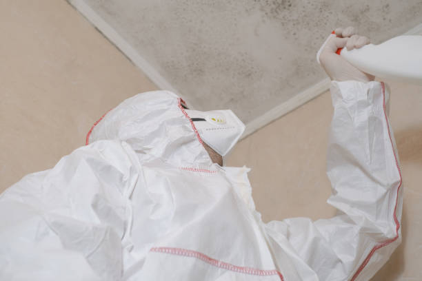 Best Commercial Mold Remediation in Burnsville, MN