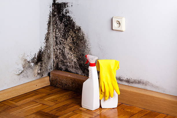 Trusted Burnsville, MN Mold Remediation Experts
