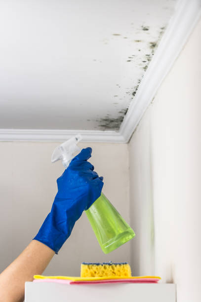 Best Bathroom Mold Remediation in Burnsville, MN