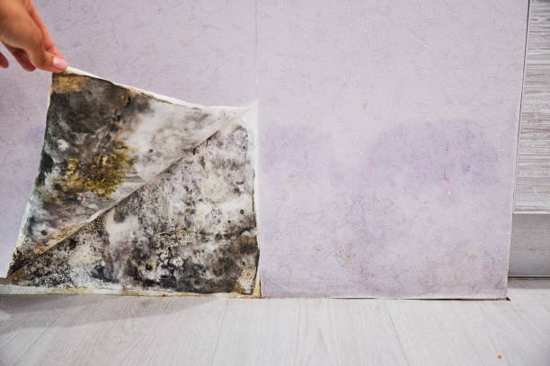 Best Emergency Mold Remediation in Burnsville, MN